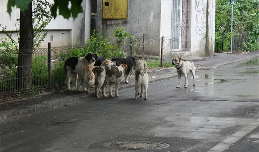 ŞOCANT: Copil UCIS de câini, în Capitală