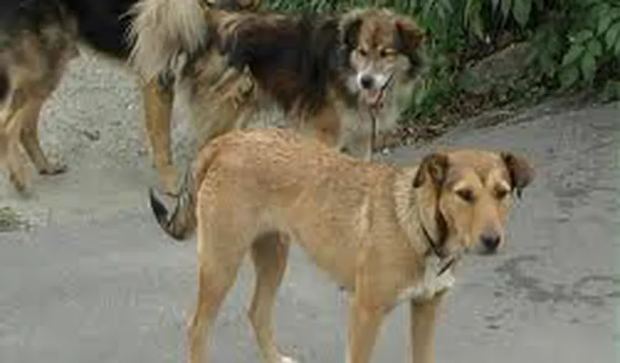 INSCOP: 83,8% dintre români consideră câinii fără stăpân o problemă serioasă în România