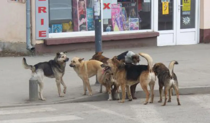 Crin Antonescu: Referendumul privind câinii fără stăpân este inutil, chiar jenant