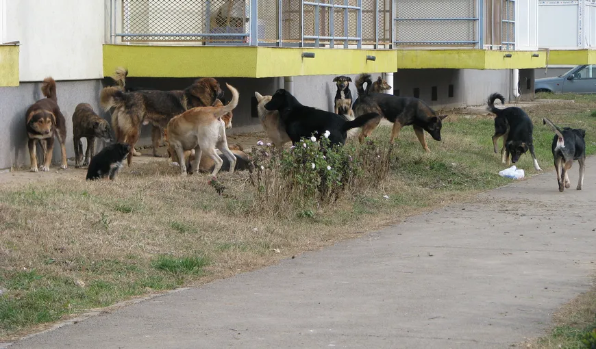 PDL îi cere lui Oprescu să nu mai întârzie luarea câinilor de pe străzile Bucureştilor
