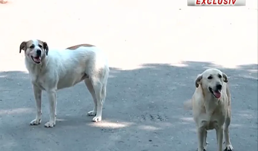 ASPA: Peste 300 de câini fără stăpân, ridicaţi de la 122 de unităţi de învăţământ din Capitală