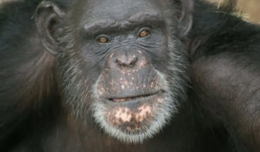 Un cimpanzeu pictează cu… LIMBA – GALERIE FOTO