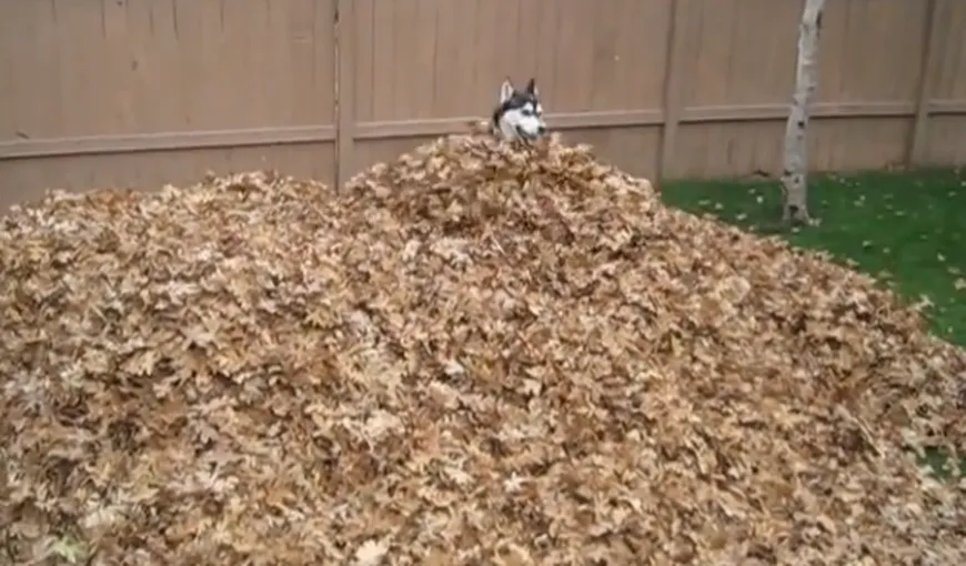 Căţeii adoră toamna: Ce face un câine nebunatic când vede un morman de frunze VIDEO