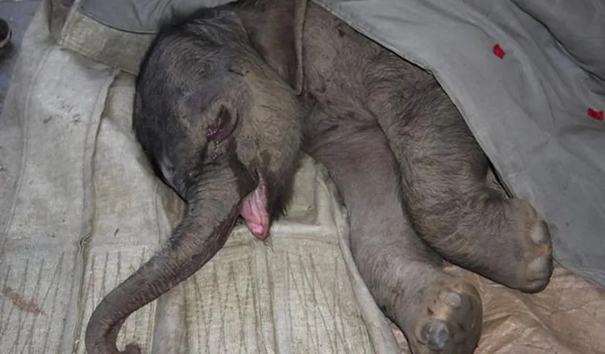 Emoţionant: Un pui de elefant a plâns cinci ore după ce a fost respins de mama lui VIDEO