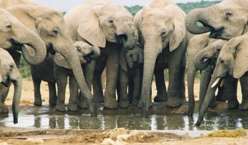Zeci de elefanţi din Zimbabwe au fost masacraţi cu cianură, pentru fildeş