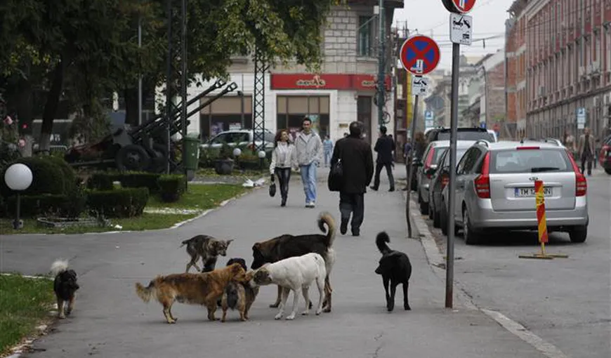 BBC: România face campanie pentru a ucide câinii vagabonzi după moartea unui băiat