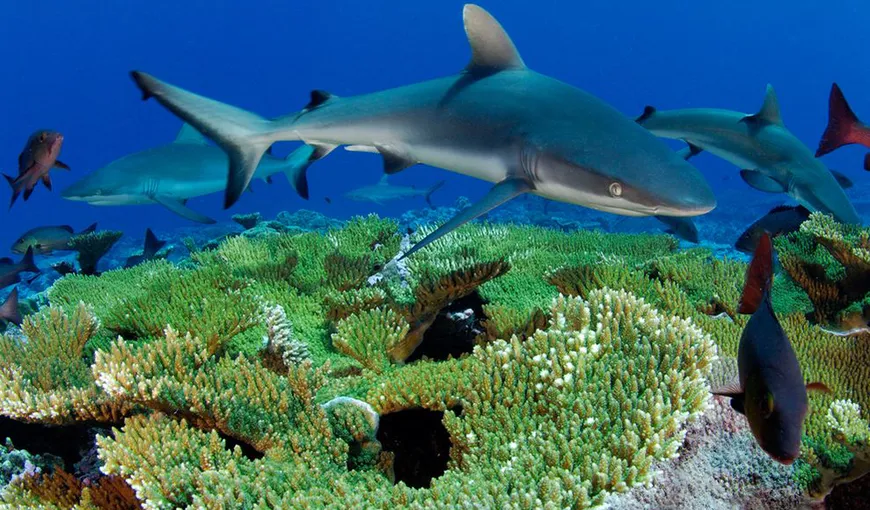 Pescuitul excesiv al rechinilor ameninţă coralii