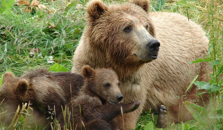O ursoaică cu pui a atacat două persoane care încercau să o alunge, în Dâmboviţa