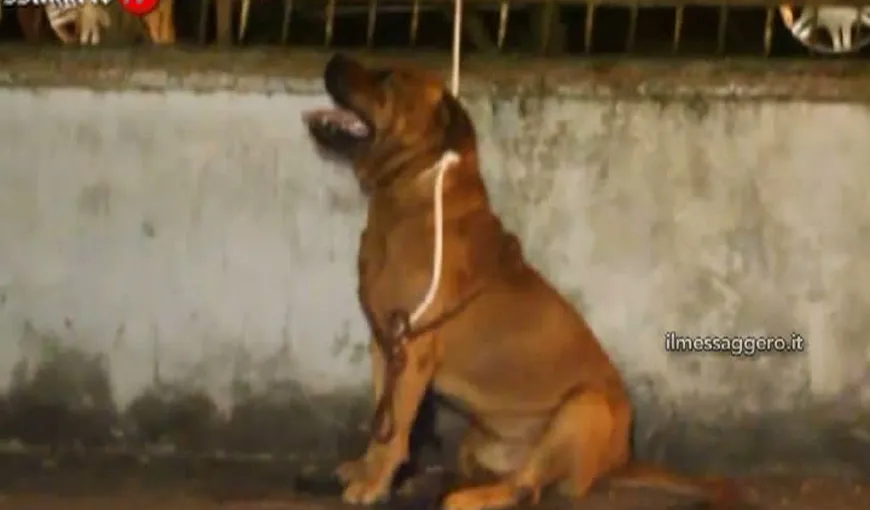 O vedetă din Italia, în stare gravă după ce a fost muşcată de câinele unor români VIDEO
