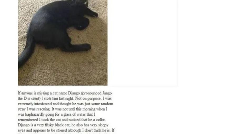 Gestul INCREDIBIL al unui american care a constatat că a furat o pisică în timp ce era beat