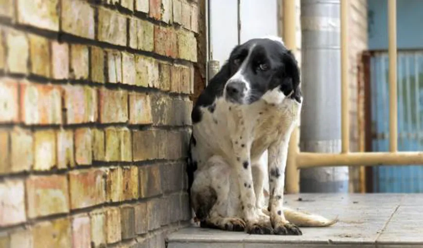 Vier Pfoten solicită intervenţia Poliţiei pentru a opri valul de violenţe împotriva animalelor