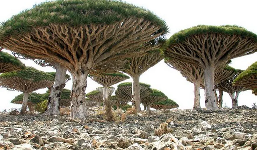 O lume SF chiar pe Pământ: Insula Socotra, unde plantele au milioane de ani FOTO