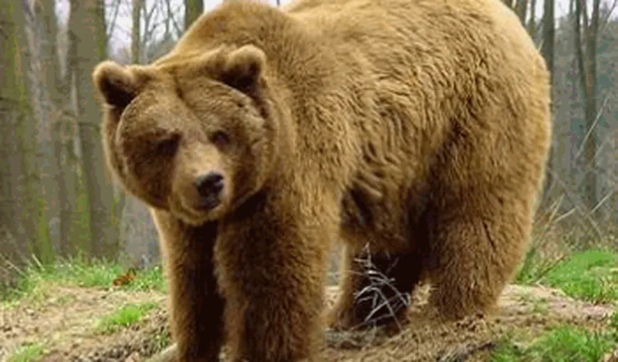 Ursul a atacat din nou în Dâmboviţa. Trei persoane au fost rănite