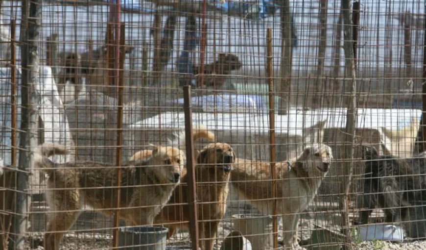 Paza la adăposturile de câini din Suceava va fi întărită