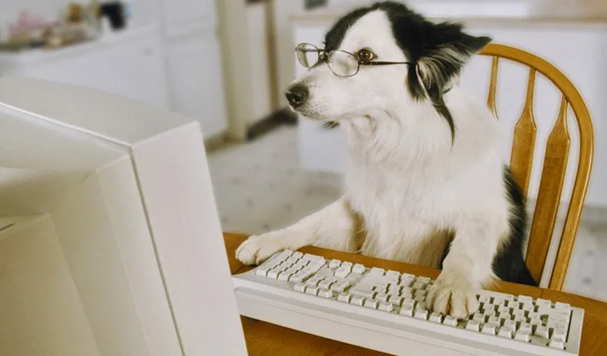 Cât de inteligent este câinele tău? Jocurile care îi testează inteligenţa şi tipul de personalitate VIDEO