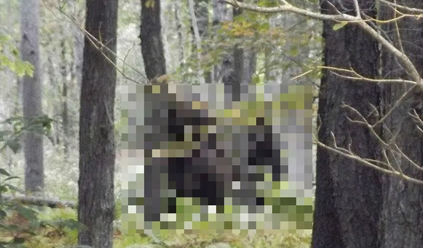Imagini incredibile într-o pădure din SUA: Au fost descoperiţi DOI Bigfoot – FOTO