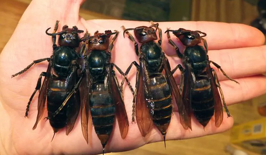 Atacul viespilor gigantice: Zeci de oameni au fost ucişi de „monştrii” cu aripi FOTO