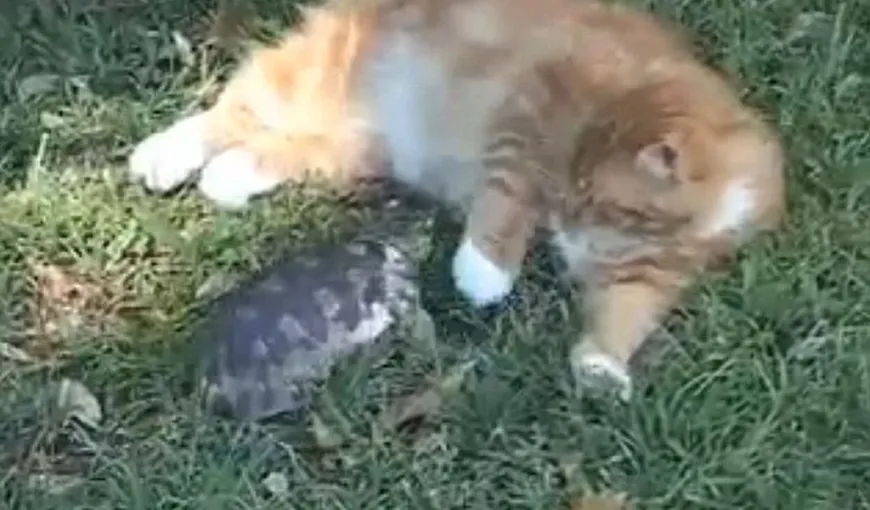 O ţestoasă furioasă vânează o pisică: Ce a îndrăznit să îi facă felina VIDEO