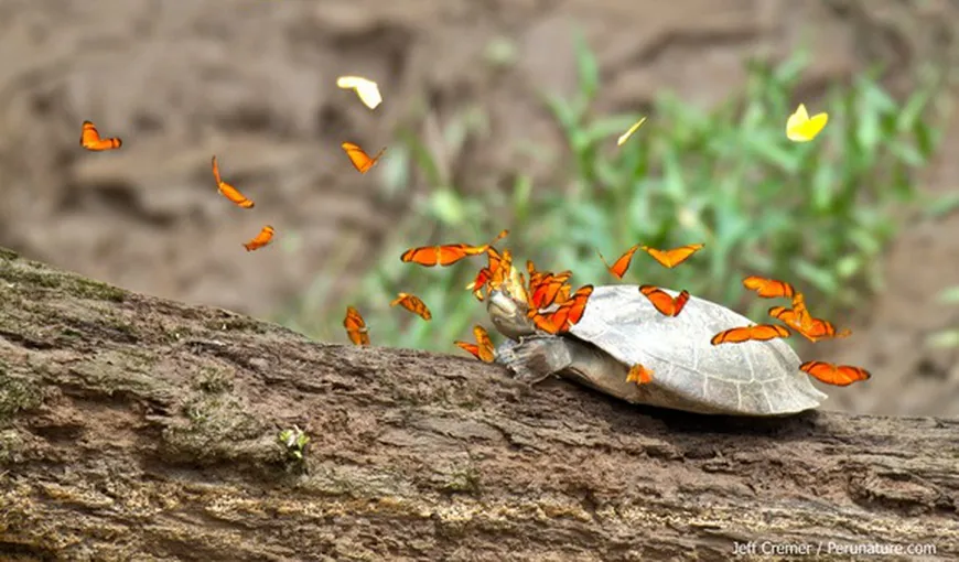 Un fenomen neobişnuit: Fluturii beau lacrimile ţestoaselor FOTO