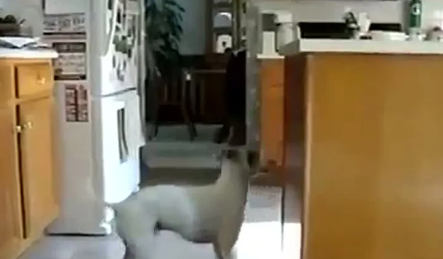 Un pic prea entuziasmat: Ce face un câine care nu mai are RĂBDARE să îşi primească mâncarea VIDEO