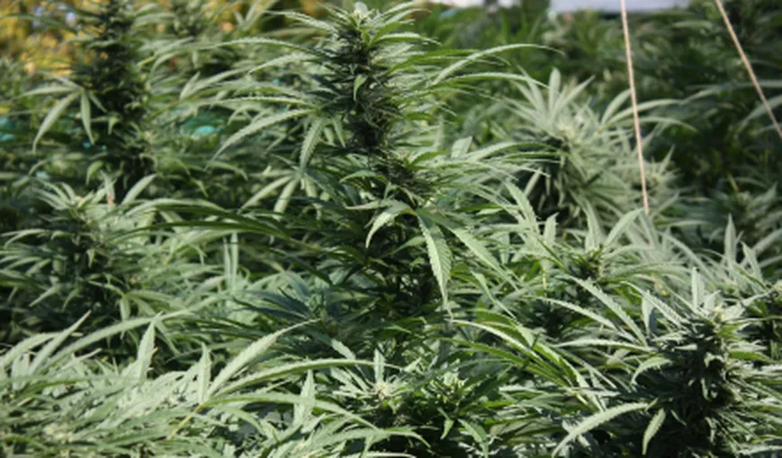 Traficanţi de droguri reţinuţi după ce au fost prinşi cu 7 KILOGRAME de cannabis