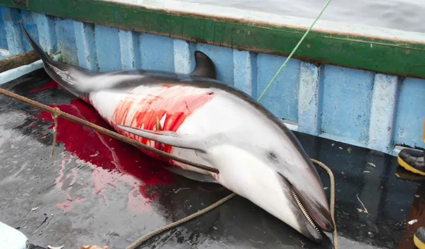 Autorităţile din Peru au deschis o anchetă privind uciderea a 15.000 de delfini pe an