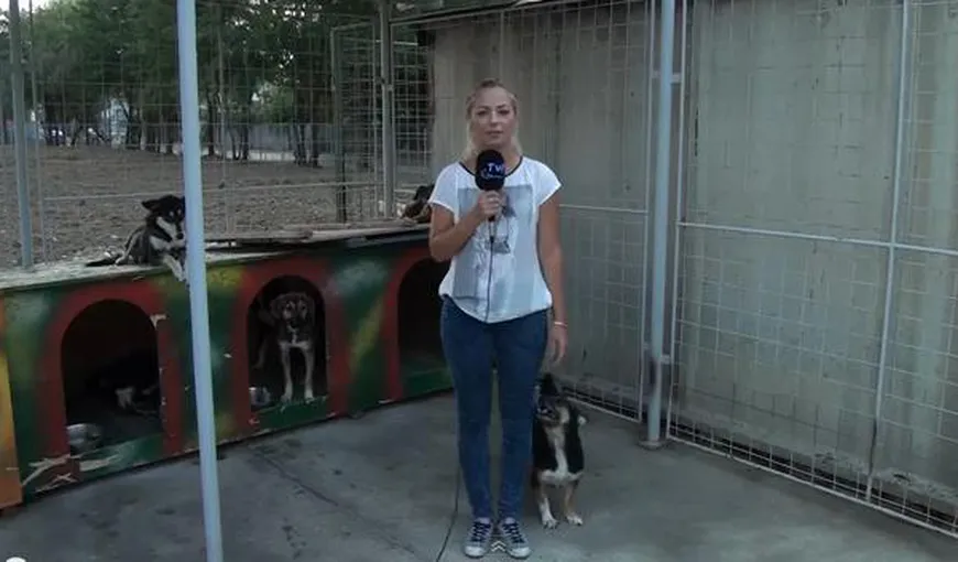 Ce RUŞINE! Moment PENIBIL trăit de o jurnalistă într-un adăpost pentru câini şi reacţia ei INCREDIBILĂ – VIDEO