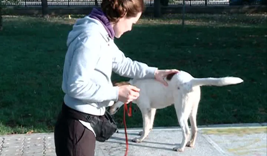 Lecţii de bună purtare pentru câini: Cum să-ţi dresezi gratis maidanezul adoptat VIDEO