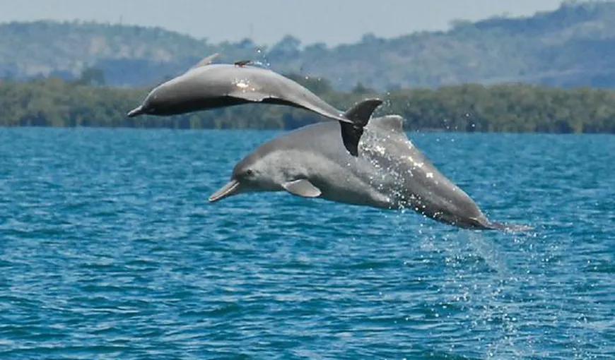 O nouă specie de delfini, descoperită în apropierea Australiei FOTO