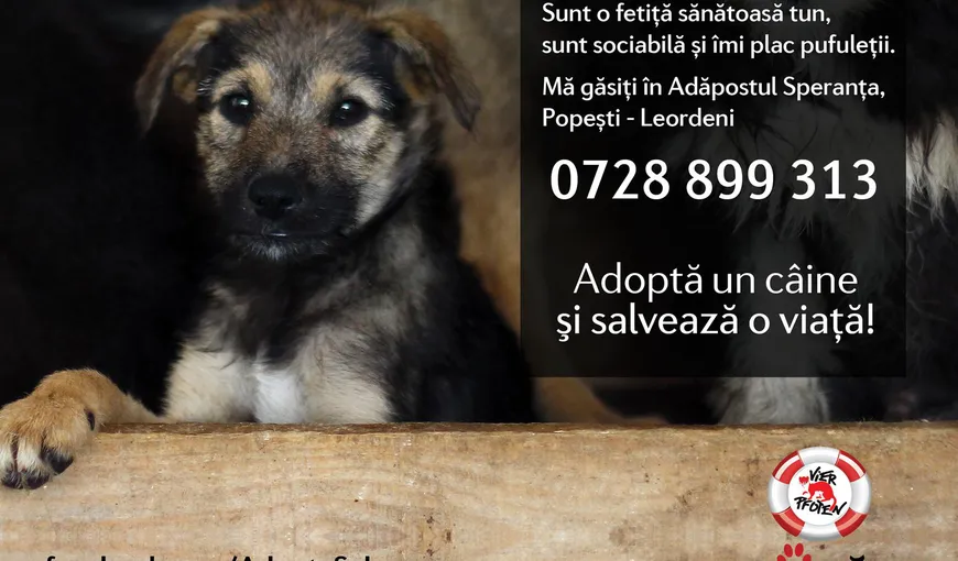Iubitorii de animale sunt invitaţi sâmbătă la adăpostul Speranţa pentru a adopta un câine