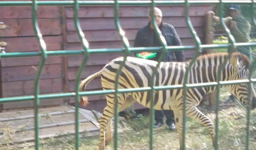 Tragedie la Zoo Timişoara: Zebra a murit înecată, iar şeful Direcţiei de Mediu a fost rănit