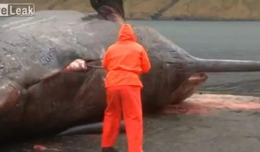 Scenă INCREDIBILĂ: Ce se întâmplă cu o balenă eşuată în momentul în care un pescar îi secţionează abdomenul