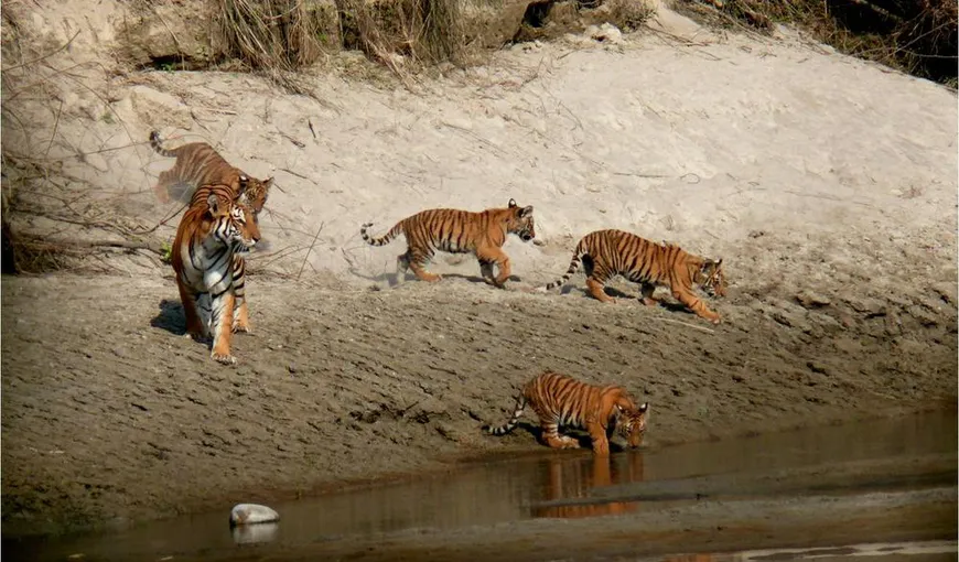 Fundaţia lui Leonardo DiCaprio a donat 3 milioane de dolari pentru tigrii nepalezi