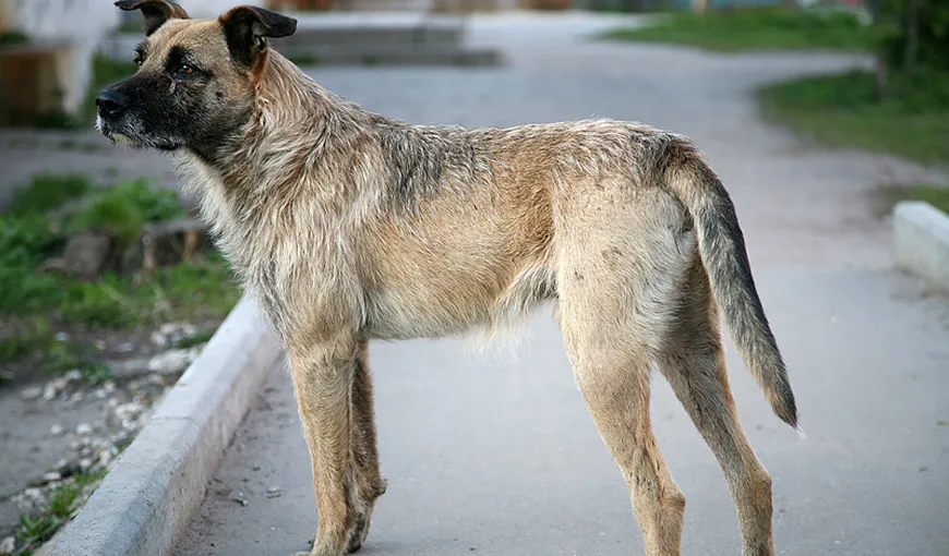 ASPA: Patru câini adoptaţi, găsiţi abandonaţi pe stradă. Stăpânii lor vor avea dosare penale