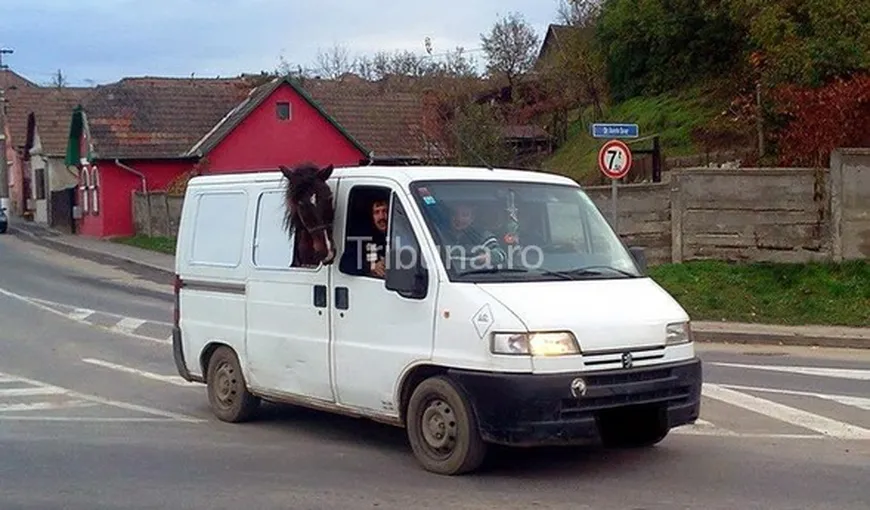 FOTOGRAFIA ZILEI: Cu calul în microbuz. O fi taxat bilet?