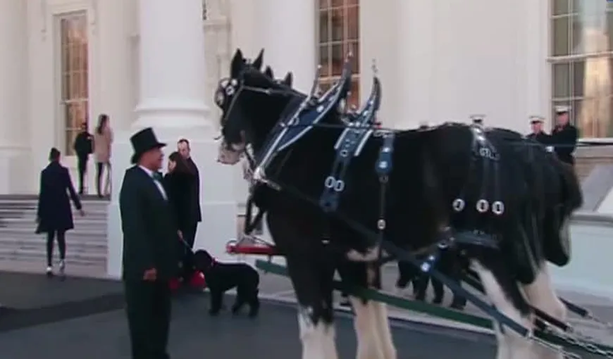 Bradul de Crăciun a ajuns la Casa Albă într-o trăsură trasă de cai