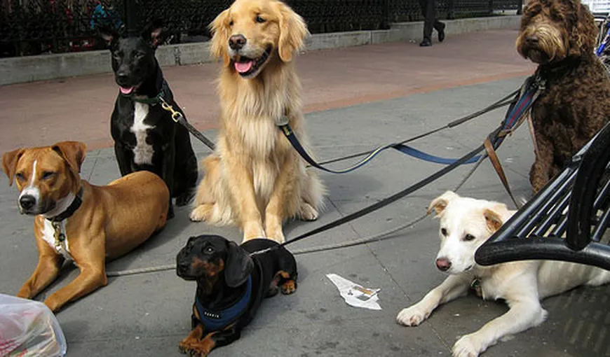Cum şi de cine vor fi verificaţi stăpânii de câini dacă au microcipat şi înregistrat animalele
