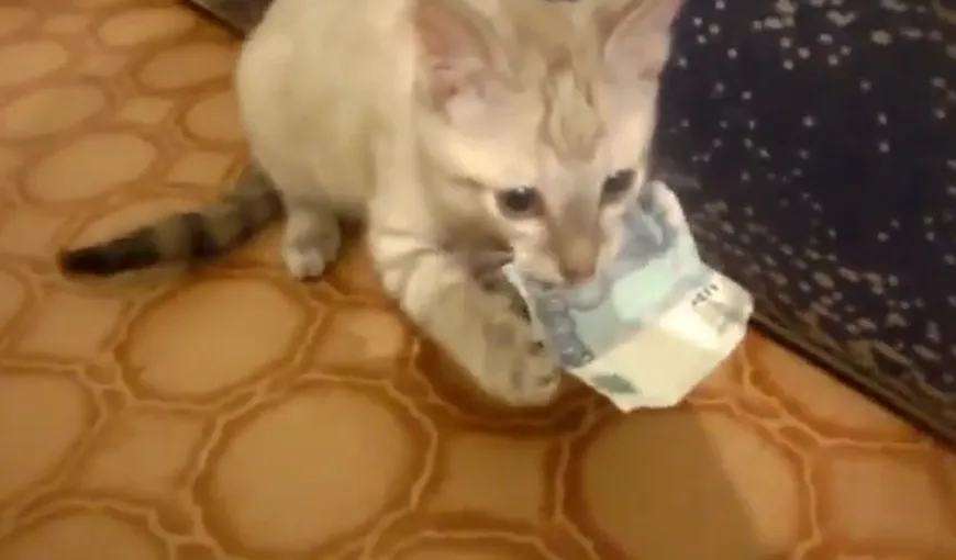 Atenţie unde vă lăsaţi banii: Să nu îi fure pisica! VIDEO