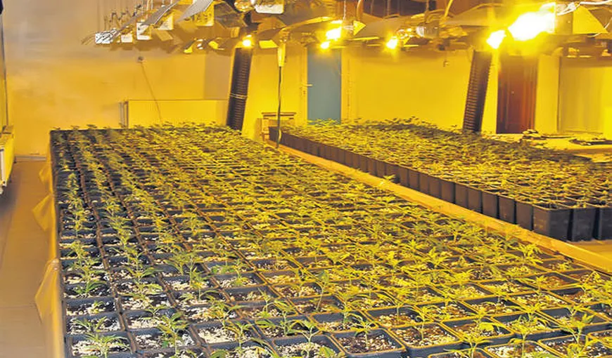 Peste 1.000 de ghivece cu plante de cannabis, găsite la locuinţa unei femei din Prahova