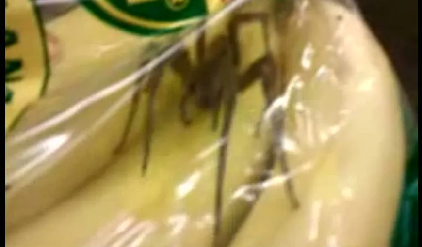 TEROARE la pungă: O britanică a fost năpădită de PĂIANJENI PERICULOŞI în timp ce mânca banane VIDEO