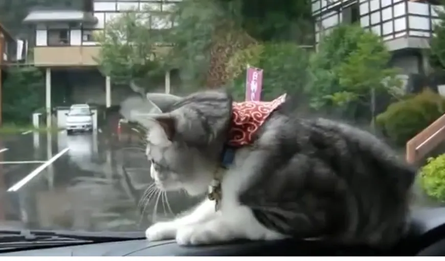 Cum reacţionează o pisică nebunatică când vede ştergătoarele de parbriz VIDEO