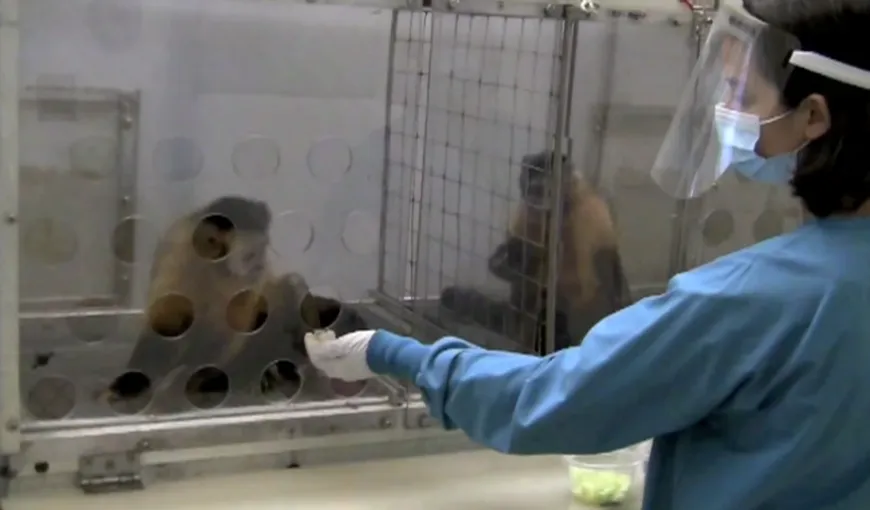 Ce se întâmplă când plăteşti două maimuţe inegal VIDEO