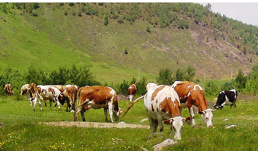 Vier Pfoten, protest împotriva deciziei României de a exporta jumătate de milion de vaci în China