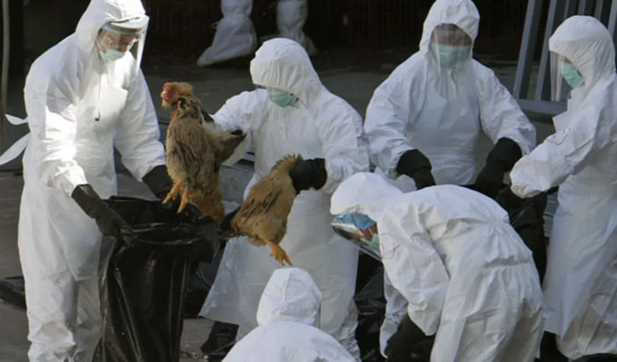 MAE avertizează cetăţenii români: Este ALERTĂ pentru pandemie de gripă aviară în Hong-Kong