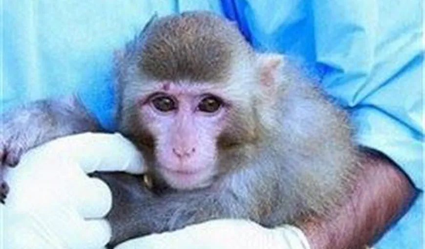 Iran ar fi trimis a doua maimuţă în spaţiu