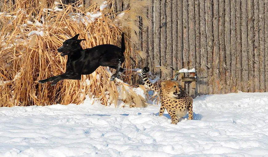 O prietenie inedită: Ghepardul şi căţelul care se joacă împreună în zăpadă VIDEO
