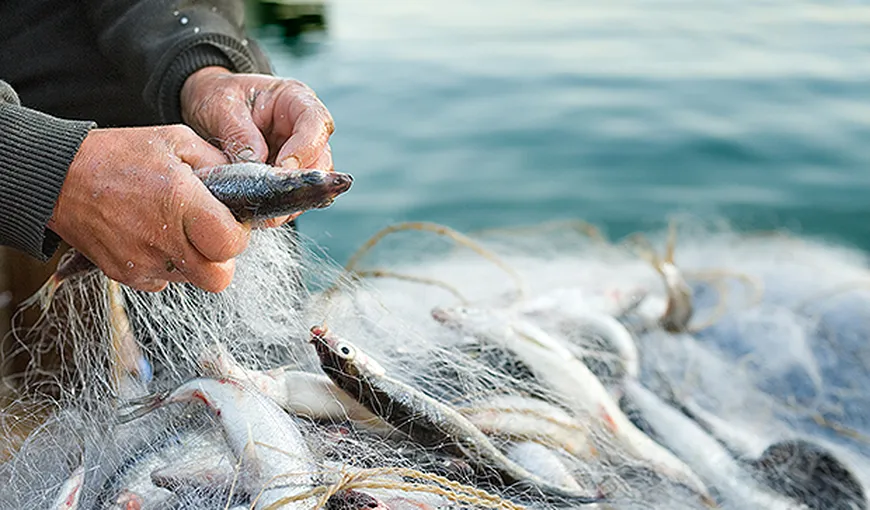 România menţine cotele de calcan la nivelul celor din 2013, pentru a sprijini comunităţile de pescari