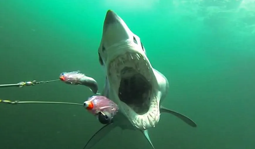 Imagini înfricoşătoare: Cum este să fii vânat şi mâncat de rechin VIDEO
