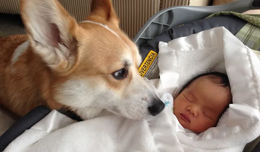 Cel mai PROTECTOR câine. Uite cum are grijă de un nou-născut. Imagini EMOŢIONANTE
