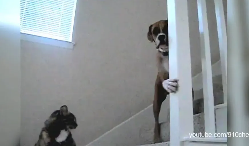 FUNNY: Câini uriaşi se tem de pisici şi o iau la fugă VIDEO